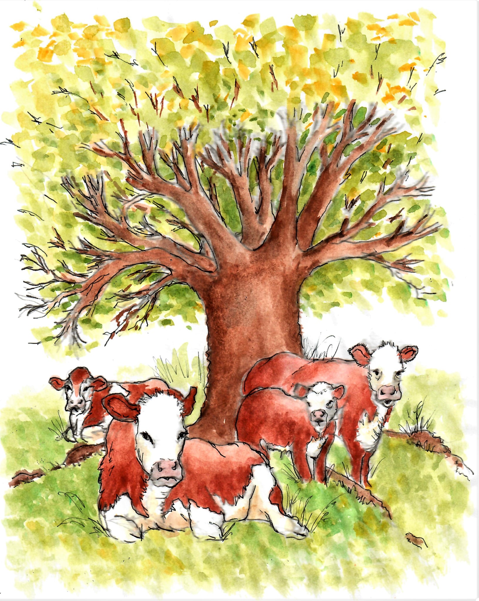 Western - Hereford Cattle Resting Under Shade Trees