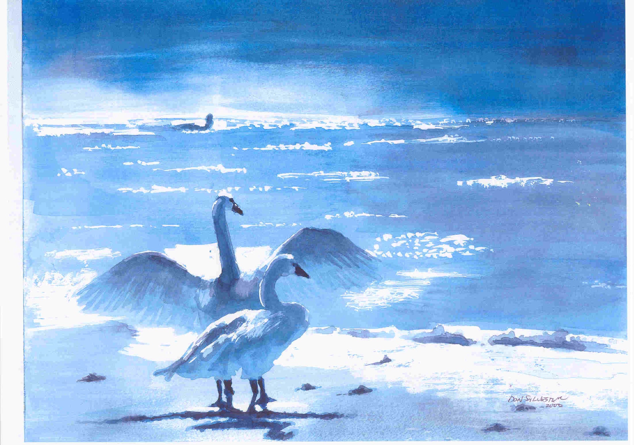 NATURE - SWANS ON THE BEACH
