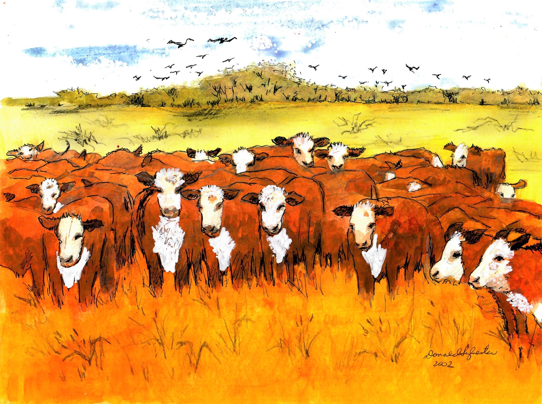 WESTERN - HERD OF HERTFORD CATTLE AND HOVERING BIRDS IN A COUNTRY FIELD