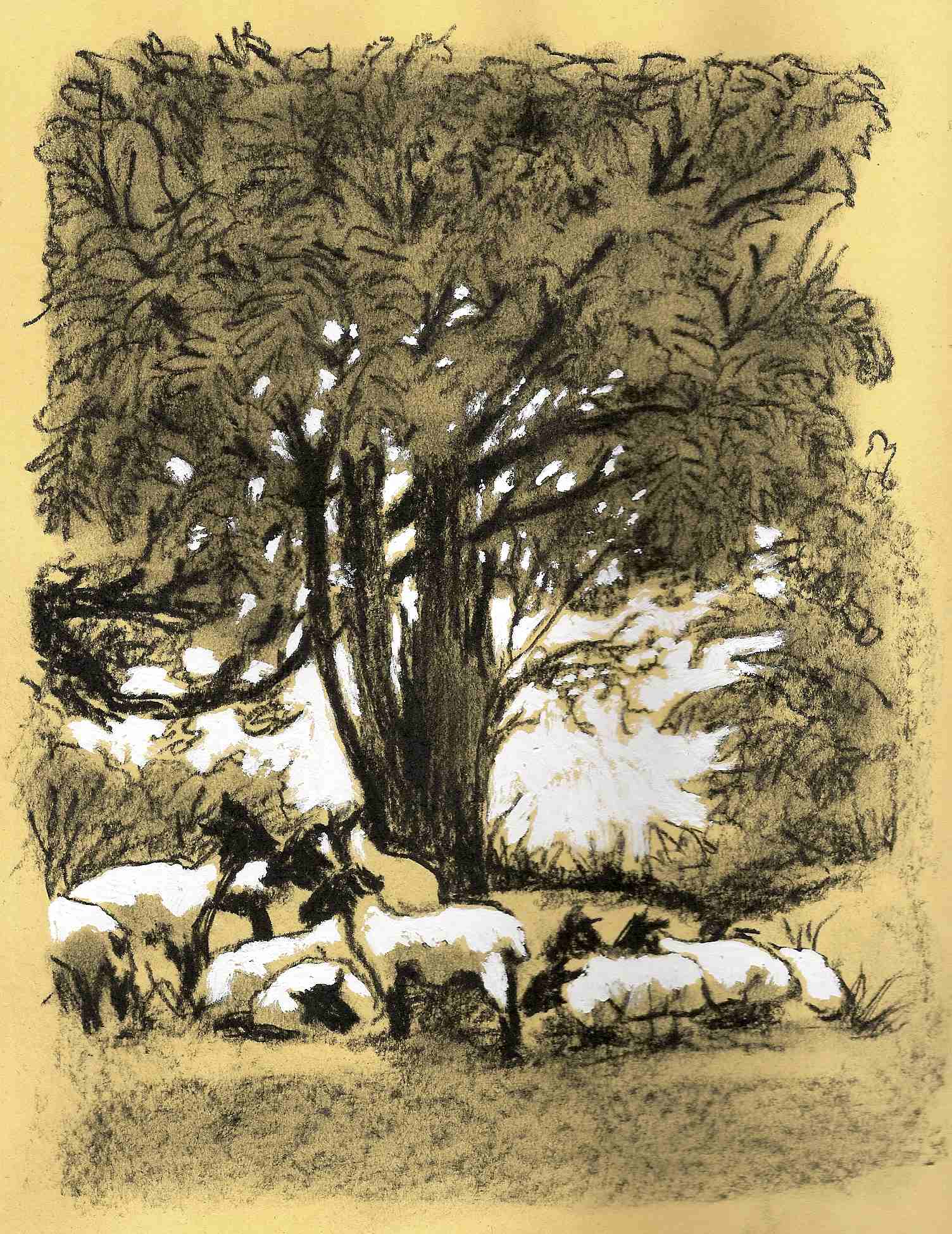 NATURE - SHEEP UNDER A TREE - CHARCOAL ON YELLOW PAPER