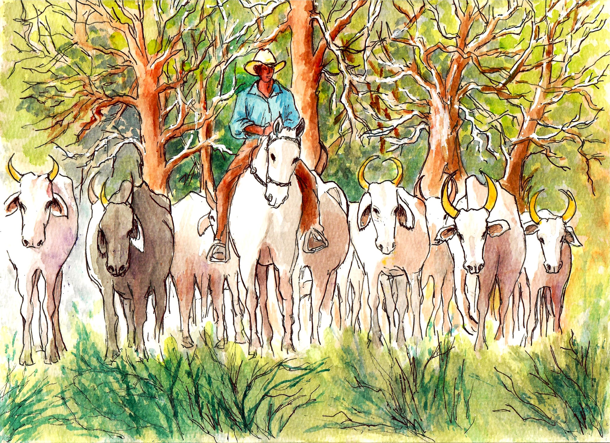 Western - Cowboy  Herding Shorthorn Cattle,  Western Cows, White Cattle